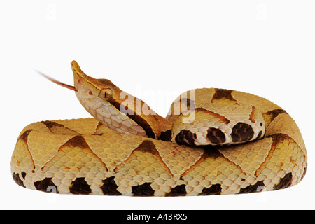 Sharp nosed viper Deinagkistrodon acutus Most dangerous snake of Eastern Asia. Prefer woodlands and rocky hillsides. Stock Photo