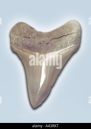Fossil Tooth From Aurora Chubutensis Shark From Miocene Epoch Stock Photo