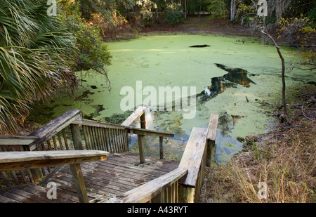 Wooden steps lead to pond for SCUBA diving at Manatee Springs State