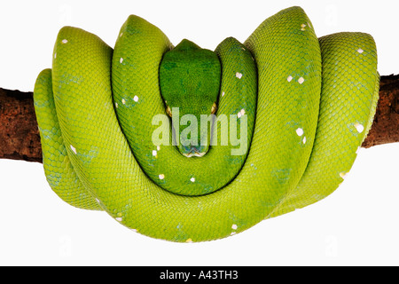 Green Tree Python Chondropython viridis Distribution Rainforests of New Guinea and adjacent islands Stock Photo