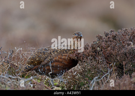 Red Grouse Lagopus lagopus female Swaledale North Yorkshire March Stock Photo