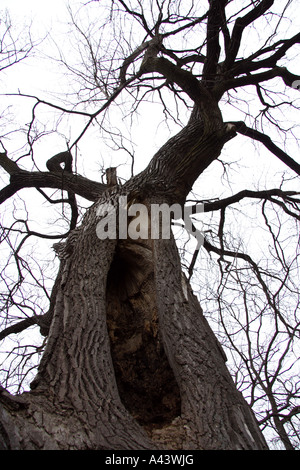 Hole in the tree Stock Photo