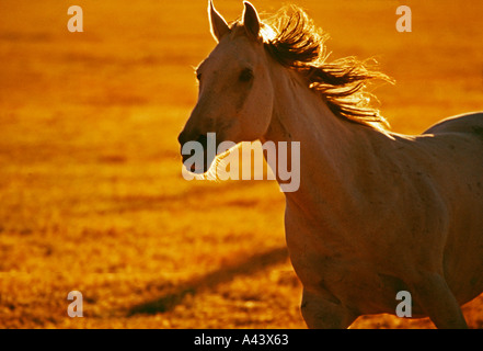 One white horse running in early morning light on ranch in Central Oregon USA Stock Photo