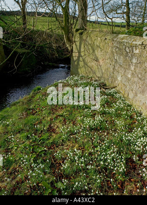 Snowdrops Northumberland February Stock Photo