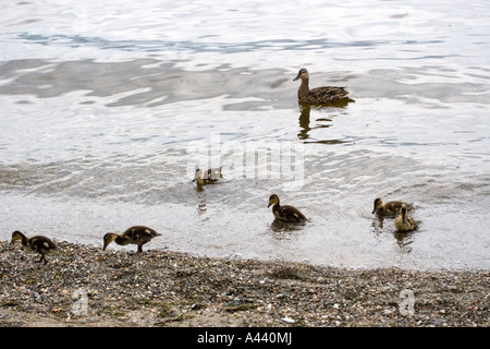 Six Mallard (Anas platyrhynchos) ducklings with an adult female Mallard duck at the water's edge. Stock Photo