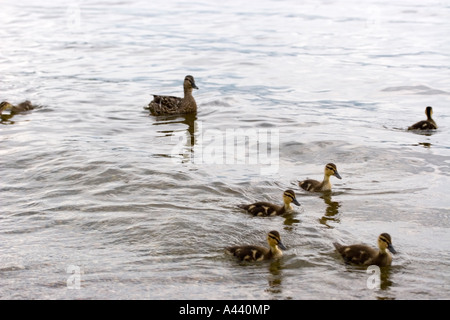 Five Mallard (Anas platyrhynchos) ducklings with an adult female Mallard duck Stock Photo