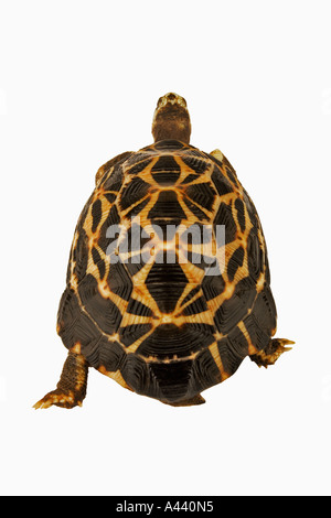 Common spider tortoise (Pyxis arachnoides arachnoides) shell texture ...