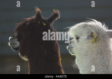 alpaca portrait black and white pair Stock Photo