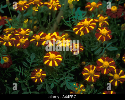 French marigold calendula tagetes compositae Stock Photo
