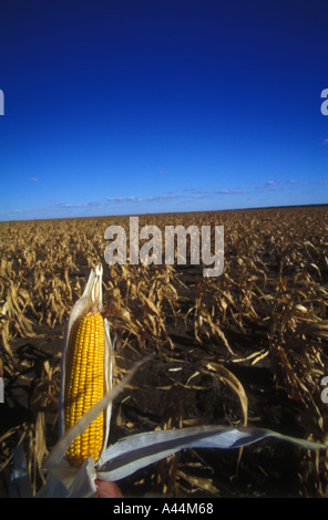 cob of dry maize against deep blue sky sip 3573 Stock Photo