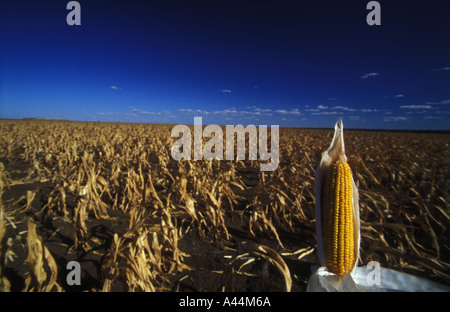 cob of dry maize against deep blue sky sip 3574 Stock Photo