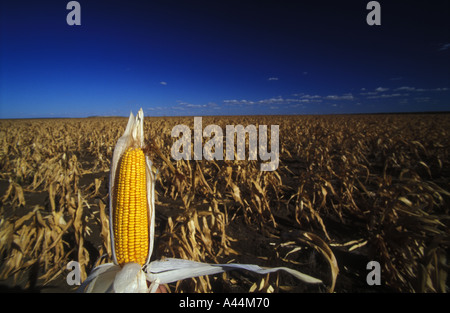 cob of dry maize against deep blue sky sip 3577 Stock Photo