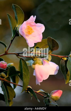 Camellia x williamsii J C Williams Stock Photo