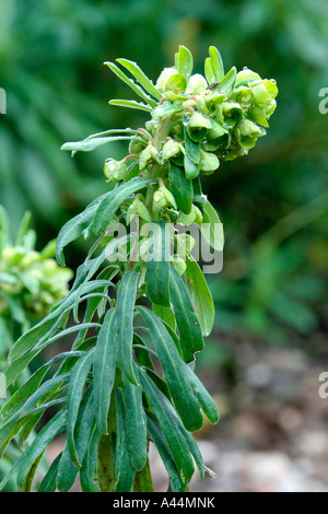Euphorbia characias wulfenii mid February Stock Photo