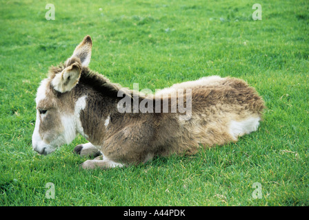 REPUBLIC OF IRELAND UK September A brown and white baby donkey lying down in a field Stock Photo