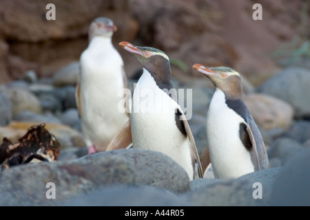 Three yellow eyed penguins prepare to climb up to their nests after returning from the sea in the evening Stock Photo