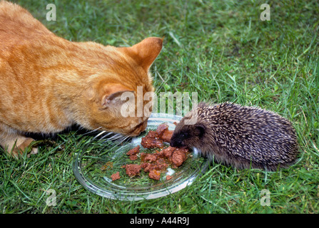A Ginger Tom Cat & An Adult Hedgehog Sharing A Meal Of Meat Together,Outside On A Garden Lawn. Stock Photo
