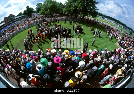 unsaddling enclosure at Royal Ascot horse race meeting showing first second third winning horses with well dressed crowd Stock Photo
