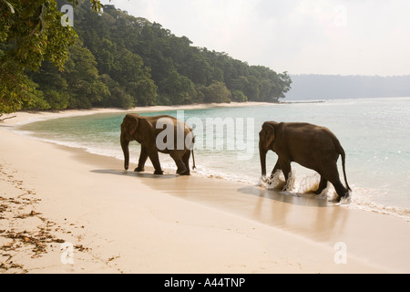 India Andaman and Nicobar Havelock Island Radha Nagar Number 7 beach elephants walking Stock Photo