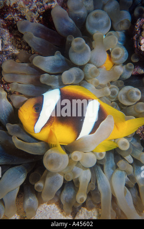 Twobar anemonefish (Amphiprion bicinctus) in Bubble Tip Anemone (Entacmaea quadricolor), Abu Soma Arbaa (Safaga), Red Sea, Egypt Stock Photo