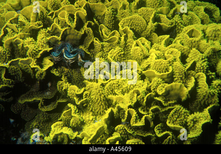 Maxima clam (Tridacna maxima) in Yellow lettuce coral (Turbinaria mesenterina), Panorama Reef (Abu Alama), Red Sea, Egypt Stock Photo