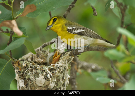 A very intimate look into a Yellow-throated vireo nest, with a just born baby chick and male. Hill Country, Texas. US Stock Photo
