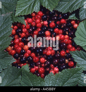 Redcurrants and Blackcurrants Stock Photo