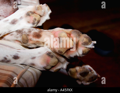 sleeping dog on chair with four dog paws Stock Photo
