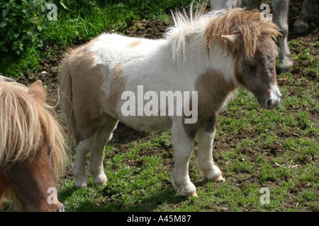 Miniature pony Stock Photo