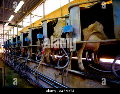 Saudi Arabia Milk Production Cows In Milking Shed Stock Photo