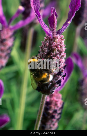 White Tailed Bumble Bee On Butterfly Lavender Stock Photo