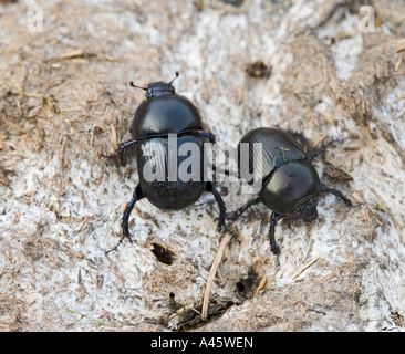 DOR BEETLE GEOTROPES STERCORARIUS MOVING OVER COWDUNG