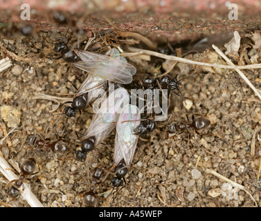 Black garden ants lasius niger winged leaving nest Bedfordshire UK Stock Photo