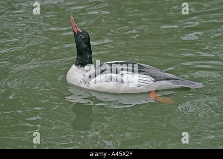 GOOSANDER MERGUS MERGANSER MALE SWIMMING SV Stock Photo