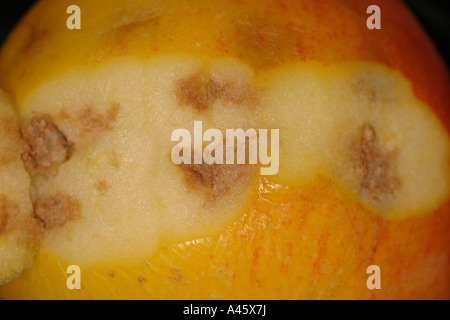 BITTER ROT PEZICULA ALBA ON APPLE SHOWING FORMATION UNDER SKIN Stock Photo