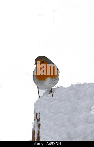 ROBIN ERITHACUS RUBECULA ON SEAT IN SNOW FRONT VIEW WHITE BACKGROUND Stock Photo