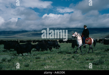 China Tibet  People Nomadic Tibetan herder on horseback with yak herd on high grasslands Stock Photo