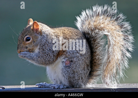 Wounded Squirrel eating in profile Stock Photo