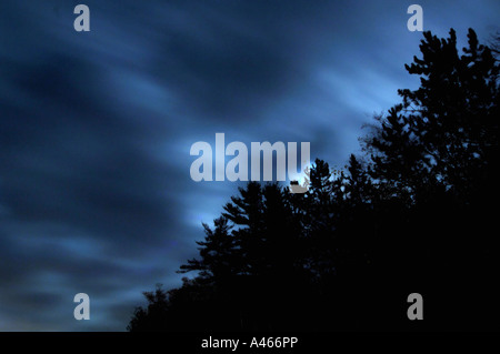 Moonlight and moving clouds over forest at night. Stock Photo
