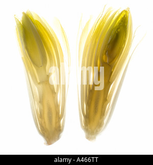 Chicory cut in half on a white background Stock Photo