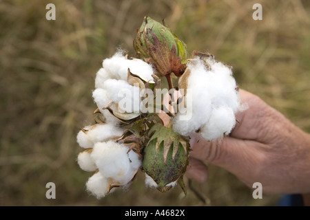 Hand holding mature cotton bolls. Stock Photo