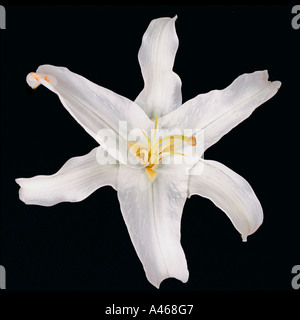 Easter Lily silhouetted on black background Stock Photo