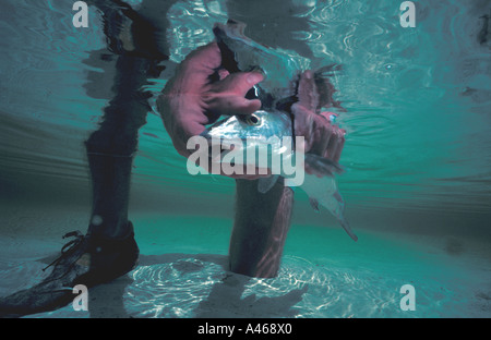 Fishing Bonefish angler holding bonefish underwater Stock Photo
