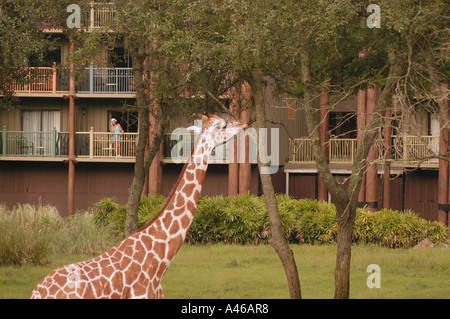 Disney World Animal Kingdom lodge guest giraffe Stock Photo - Alamy