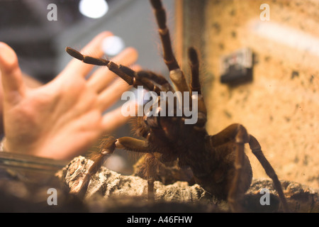 Bird spider in a terrarium Stock Photo
