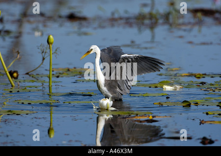 Pied heron, Ardea picata, australia Stock Photo