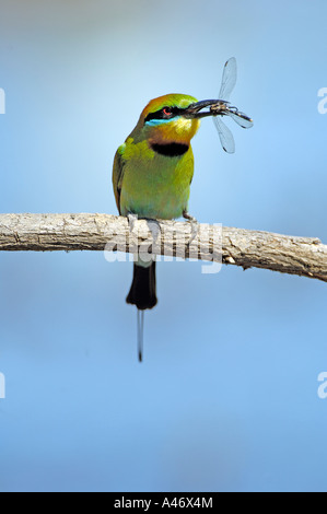 Rainbow bee eater, Merops ornatus, australia Stock Photo