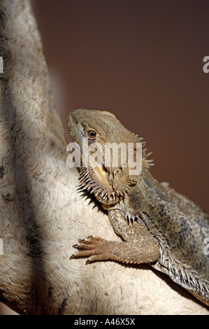 Bearded Dragon, Amphibolurus barbatus, Northern territory, Australia Stock Photo
