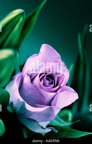 A single lilac rose head Stock Photo