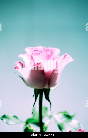 A single pink rose Stock Photo